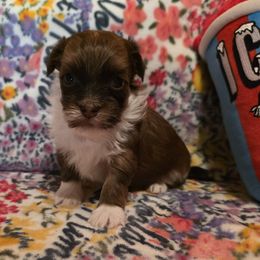 Mogwie - Chocolate male Havanese puppy in Deer Park, Washington from Mt. Top Havanese