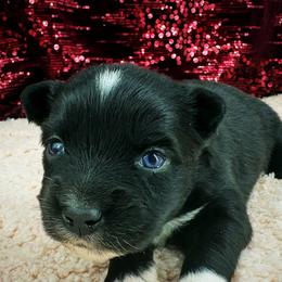 Page - Black female Toy Australian Shepherd puppy in Smithville, Arkansas from Cooper Creek Aussies