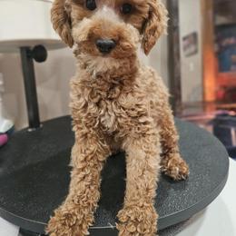 Crystal - Poodle