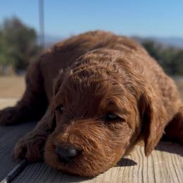 Female 1 - Red  female Poodle puppy in Jurupa Valley, California from gucci_bentleys_goldendoodles
