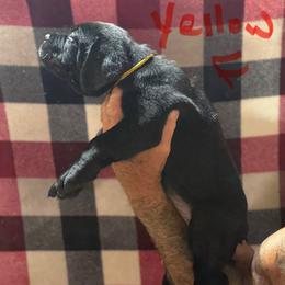 Yellow Collar - Black female Cane Corso puppy in Paris, Texas from Knucklehead Cane Corso