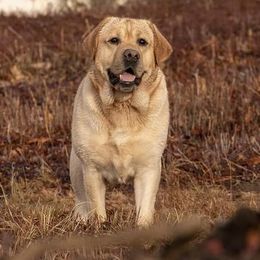 Dachshunds and Labrador Retrievers from Scioto Labradors & Runway Dachshunds