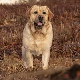 Dachshunds and Labrador Retrievers from Scioto Labradors & Runway Dachshunds