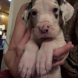 Girl 1 - Harlequin female Great Dane puppy in Cadillac, Michigan from Garrow Danes House of Blues