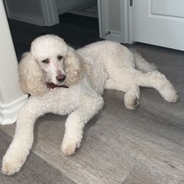 Aussiedoodles, Bernedoodles, and Poodles from Miller's Doodles