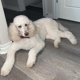 Aussiedoodles, Bernedoodles, and Poodles from Miller's Doodles