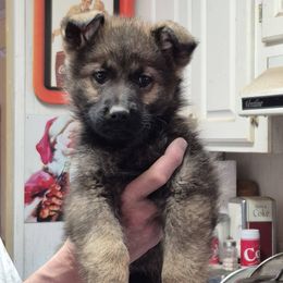 Red Girl - Sable female German Shepherd puppy in Lake George, Colorado from High Country German Shepherds