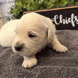 Chief - Light golden male Golden Retriever puppy in Liberal, Missouri from Good Life Goldens