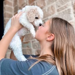 Poodle Puppies from Woofadoodles