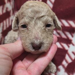 Girl 4 - Cream female Goldendoodle puppy in La Junta, Colorado from Double J’s Doodles