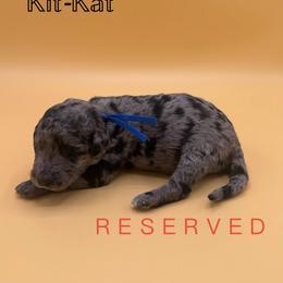 Kit-Kat - Blue merle female Aussiedoodle puppy in Paragould, Arkansas from AC Doodles & Corgis