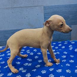 Italian Greyhound and Pekingese Puppies from Oremor's