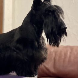 McGyver - Scottish Terrier