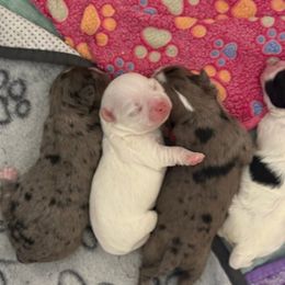 Chihuahua Puppies from Tiny Paw Stars LLC