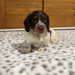 Large  boy - Chocolate and tan male Dachshund puppy in Madera Acres, California from Muggin Bostons Terriers and Mini Dachshund