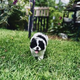 Jelly Roll - Black and white male Japanese Chin puppy in Vernon, Connecticut from Chin Babies