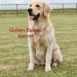 Doc  - Golden Retriever