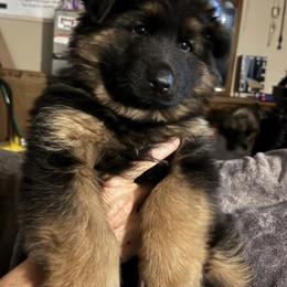 German Shepherd Puppies from Brooks High Quality Breeders