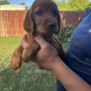 Teal-Nymphadora Tonks - Mahogany female Irish Setter puppy in Franklin, Idaho from Spring Creek Irish Setters