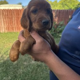 Teal-Nymphadora Tonks - Mahogany female Irish Setter puppy in Franklin, Idaho from Spring Creek Irish Setters