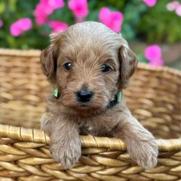 Woody - Red  male Goldendoodle puppy in Wharton, Texas from Little Fur Friends
