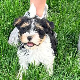Grey - Black tan and white male Biewer Terrier puppy in Dakota Dunes, South Dakota from Dunes Pups