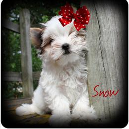 Snow - Parti female Yorkshire Terrier puppy in Warren, Michigan from Danielle's Yorkie Babies
