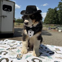 Royal - Black tri-color male Australian Shepherd puppy in Ruther Glen, Virginia from Reinem-N-Kennels