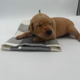 Green - Yellow male Labrador Retriever puppy in Heath Springs, South Carolina from Rich Hill Retrievers