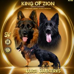 Purple male - Black and red male German Shepherd puppy in Alvarado, Texas from King Of Zion German Shepherds