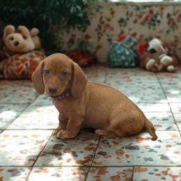 Mimosa - Red female Dachshund puppy in Pearland, Texas from Texas Dachshund Dreams