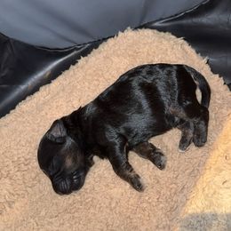 Yorkipoo Puppies from Racquel Smith