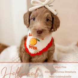 Hollywood - Apricot female Goldendoodle puppy in California City, California from Summer Sun Doodles