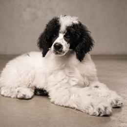 Berlin - Phantom male Poodle puppy in Cypress Inn, Tennessee from Nine Pines Poodles