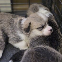 Pembroke Welsh Corgi Puppies from Salted Rim Corgis