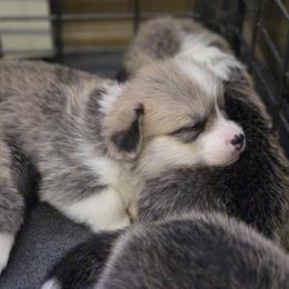 Pembroke Welsh Corgi Puppies from Salted Rim Corgis