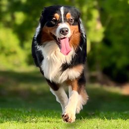 Ace - Australian Shepherd