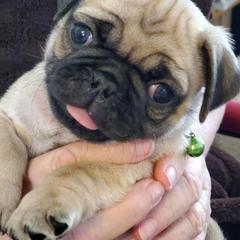 Pugs from Carolyn's Pugs