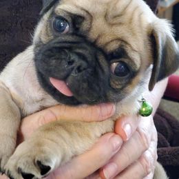 Pugs from Carolyn's Pugs