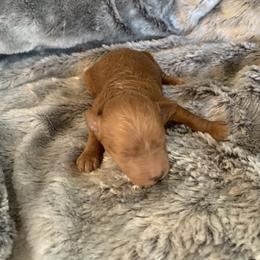 Red - Red  male Goldendoodle puppy in Haddam, Kansas from Golden B Acres