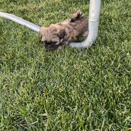 Shih Tzu Puppies from Wachowicz Shihtzu