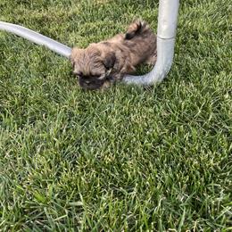 Shih Tzu Puppies from Wachowicz Shihtzu