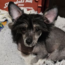 Dexter - Chinese Crested puppy in Virginia from JRF Chinese Cresteds