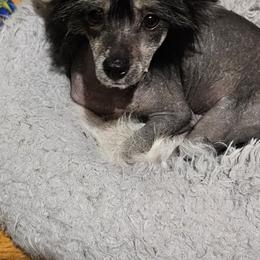 Dexter - Chinese Crested puppy in Virginia from JRF Chinese Cresteds