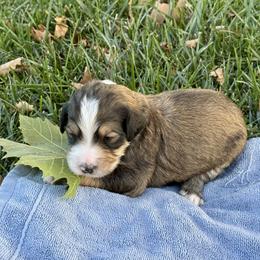 Wolfie - Tri-color male Bernedoodle puppy in Springville, Utah from Oodles of Bernedoodles