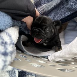 French Bulldog Puppies from Stratton Kennel
