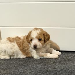 Treasure - Parti female Goldendoodle puppy in St. George, Utah from Winchester Hills Poodles and Doodles