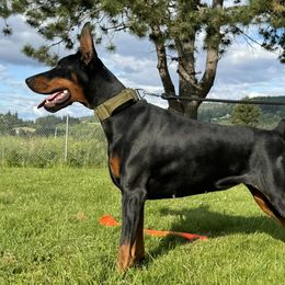 Azula - Doberman Pinscher