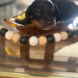 Leo - Black and tan female Dachshund puppy in Asheboro, North Carolina from With Love From Maggie