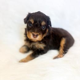 Lurvey - Red tri-color male Aussiedoodle puppy in Orleans, Indiana from Mae Blossom Puppies